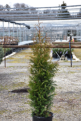 Northern Spire Giant Arborvitae (Thuja plicata 'Northern Spire') at Echter's Nursery & Garden Center