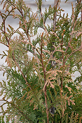 Northern Spire Giant Arborvitae (Thuja plicata 'Northern Spire') at Echter's Nursery & Garden Center