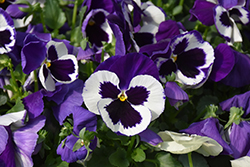 Delta Premium Violet & White Pansy (Viola x wittrockiana 'Delta Premium Violet and White') at Echter's Nursery & Garden Center