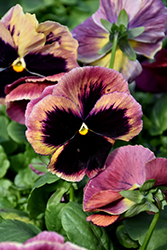 Matrix Sunrise Pansy (Viola 'PAS334539') at Echter's Nursery & Garden Center