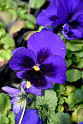 Delta Premium Blue with Blotch Pansy (Viola x wittrockiana 'Delta Premium Blue with Blotch') at Echter's Nursery & Garden Center