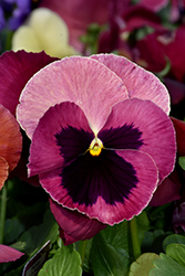 Delta Premium Rose with Blotch Pansy (Viola x wittrockiana 'Delta Premium Rose with Blotch') at Echter's Nursery & Garden Center