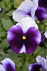 Delta Premium Beaconsfield Pansy (Viola x wittrockiana 'Delta Premium Beaconsfield') at Echter's Nursery & Garden Center