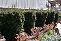 Hicks Yew (Taxus x media 'Hicksii') at Echter's Nursery & Garden Center