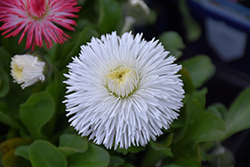 Habanera White English Daisy (Bellis perennis 'Habanera White') at Echter's Nursery & Garden Center