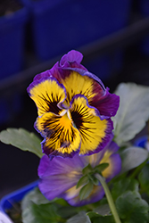 Frizzle Sizzle Lemonberry Pansy (Viola x wittrockiana 'Frizzle Sizzle Lemonberry') at Echter's Nursery & Garden Center