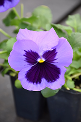 Matrix Ocean Pansy (Viola 'PAS419918') at Echter's Nursery & Garden Center