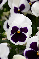 Delta Premium White with Blotch Pansy (Viola x wittrockiana 'Delta Premium White with Blotch') at Echter's Nursery & Garden Center