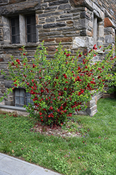 Double Take Scarlet Flowering Quince (Chaenomeles speciosa 'Scarlet Storm') at Echter's Nursery & Garden Center