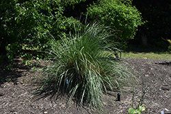Wright's Dropseed (Sporobolus wrightii) at Echter's Nursery & Garden Center