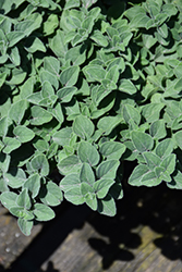 Hot And Spicy Oregano (Origanum 'Hot And Spicy') at Echter's Nursery & Garden Center