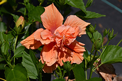 Double Peach Hibiscus (Hibiscus rosa-sinensis 'Double Peach') at Echter's Nursery & Garden Center