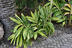 Variegated Shell Ginger (Alpinia zerumbet 'Variegata') at Echter's Nursery & Garden Center