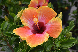 Fiesta Hibiscus (Hibiscus rosa-sinensis 'Fiesta') at Echter's Nursery & Garden Center