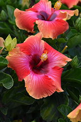 Fiesta Hibiscus (Hibiscus rosa-sinensis 'Fiesta') at Echter's Nursery & Garden Center