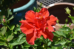 Double Red Hibiscus (Hibiscus rosa-sinensis 'Double Red') at Echter's Nursery & Garden Center