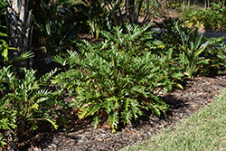 Xanadu Philodendron (Philodendron 'Winterbourn') at Echter's Nursery & Garden Center