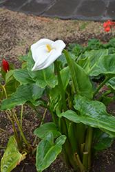 Calla Lily (Zantedeschia aethiopica) at Echter's Nursery & Garden Center