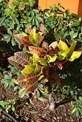 Variegated Croton (Codiaeum variegatum 'var. pictum') at Echter's Nursery & Garden Center