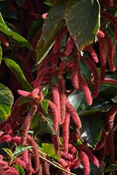 Firetail Chenille Plant (Acalypha hispida) at Echter's Nursery & Garden Center
