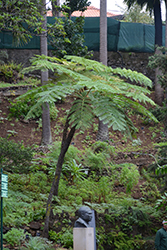 Australian Tree Fern (Cyathea cooperi) at Echter's Nursery & Garden Center