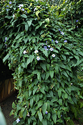 Blue Trumpet Vine (Thunbergia grandiflora) at Echter's Nursery & Garden Center