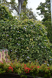 Blue Trumpet Vine (Thunbergia grandiflora) at Echter's Nursery & Garden Center