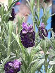 Spanish Lavender (Lavandula stoechas) at Echter's Nursery & Garden Center