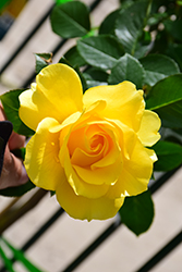 Sparkle And Shine Rose (Rosa 'WEKjunjuc') at Echter's Nursery & Garden Center