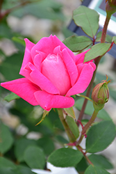 Pink Double Knock Out Rose (Rosa 'Radtkopink') at Echter's Nursery & Garden Center