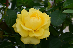 Doris Day Rose (Rosa 'WEKmajuchi') at Echter's Nursery & Garden Center