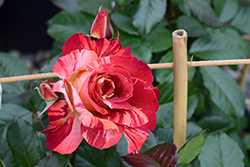 Tropical Lightning Rose (Rosa 'ORAlodsem') at Echter's Nursery & Garden Center
