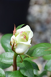 Sugar Moon Rose (Rosa 'WEKmemolo') at Echter's Nursery & Garden Center
