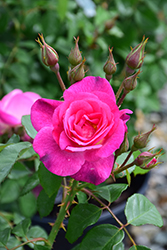 Easy To Please Rose (Rosa 'WEKfawibyblu') at Echter's Nursery & Garden Center
