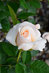 Easy Spirit Rose (Rosa 'WEKmereadoit') at Echter's Nursery & Garden Center