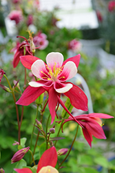 Origami Red and White Columbine (Aquilegia 'Origami Red and White') at Echter's Nursery & Garden Center