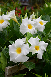 Madinia White Mandevilla (Mandevilla 'Madinia White') at Echter's Nursery & Garden Center