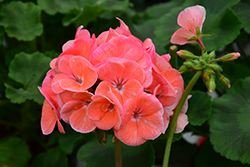 Maverick Salmon Geranium (Pelargonium 'Maverick Salmon') at Echter's Nursery & Garden Center