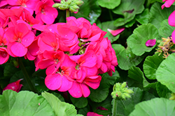 Maverick Violet Geranium (Pelargonium 'Maverick Violet') at Echter's Nursery & Garden Center