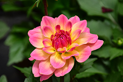 Dahlinova Hypnotica Rose Bicolor Dahlia (Dahlia 'Hypnotica Rose Bicolor') at Echter's Nursery & Garden Center