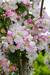 Marilee Flowering Crab (Malus 'Jarmin') at Echter's Nursery & Garden Center