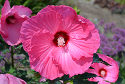 Airbrush Effect Hibiscus (Hibiscus 'Airbrush Effect') at Echter's Nursery & Garden Center
