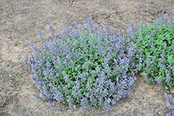 Picture Purrfect Catmint (Nepeta 'Picture Purrfect') at Echter's Nursery & Garden Center