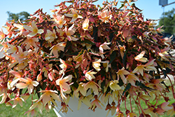 Bossa Nova Yellow Begonia (Begonia boliviensis 'Bossa Nova Yellow') at Echter's Nursery & Garden Center