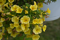 Bloomtastic Yellow Calibrachoa (Calibrachoa 'Bloomtastic Yellow') at Echter's Nursery & Garden Center