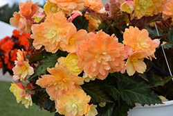 I'Conia Portofino Citrix Begonia (Begonia 'I'Conia Portofino Citrix') at Echter's Nursery & Garden Center