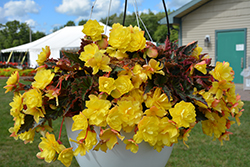 I'Conia Portofino Yellow Begonia (Begonia 'I'Conia Portofino Yellow') at Echter's Nursery & Garden Center
