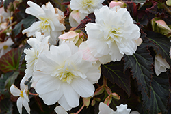 Nonstop Joy Mocca White Begonia (Begonia 'Nonstop Joy Mocca White') at Echter's Nursery & Garden Center