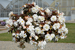 Nonstop Joy Mocca White Begonia (Begonia 'Nonstop Joy Mocca White') at Echter's Nursery & Garden Center