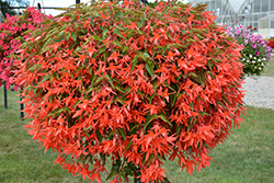 Beauvilia Dark Salmon Begonia (Begonia boliviensis 'Beauvillia Dark Salmon') at Echter's Nursery & Garden Center